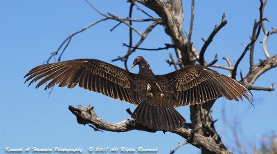 Turkey Vulture 009.jpg