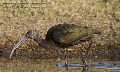 Ibis 046.jpg
