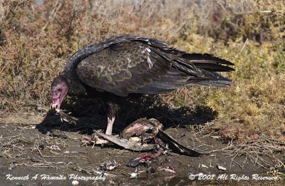 Turkey Vulture 011.jpg