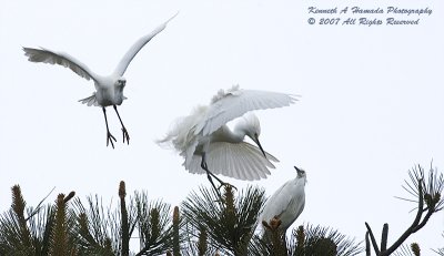 Snowy Egret 0056.jpg