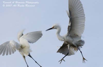 Snowy Egret 0058.jpg