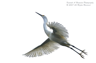 Snowy Egret 0060.jpg