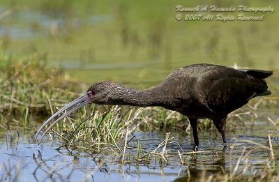 Ibis 047b.jpg