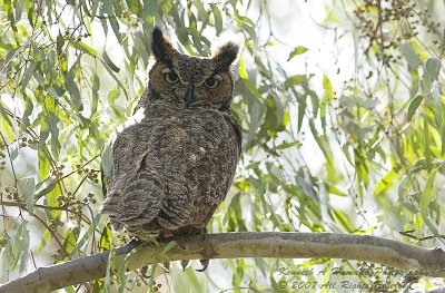Horned Owl 001.jpg