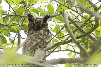 Horned Owl 002.jpg