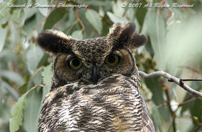 horned_owl