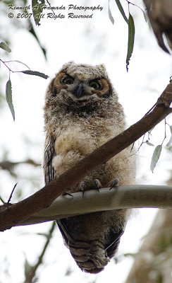 Horned Owl 004.jpg
