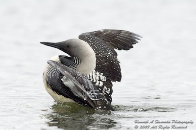 loon