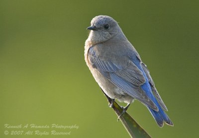 western_bluebird