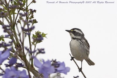 black-throated_gray_warbler