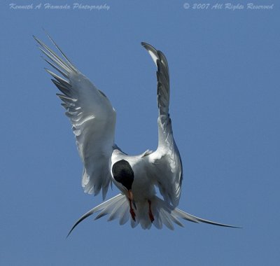 Terns 025.jpg