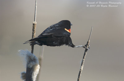 Red-winged Blackbird 002.jpg
