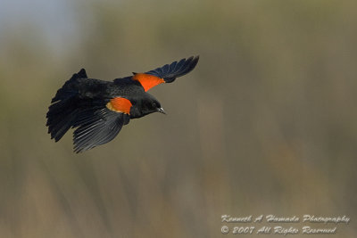 Red-winged Blackbird 003.jpg