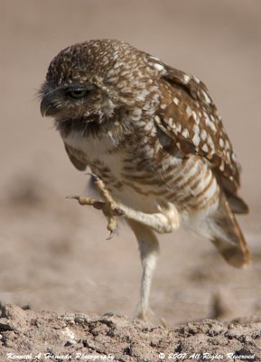 Burrowing Owl 004.jpg