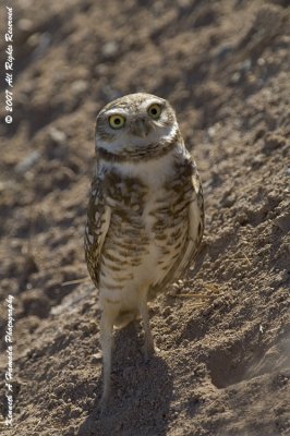 Burrowing Owl 006.jpg
