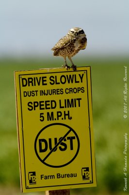 Burrowing Owl 007.jpg