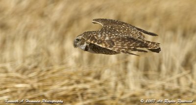 Burrowing Owl 009.jpg