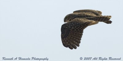 Burrowing Owl 012.jpg