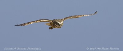Burrowing Owl 013.jpg