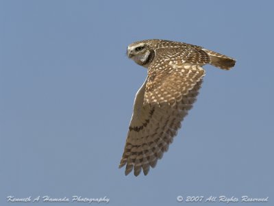 Burrowing Owl 015.jpg
