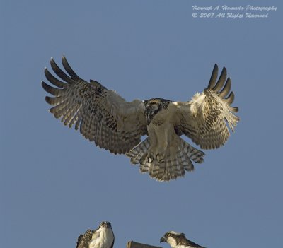 Osprey 093.jpg
