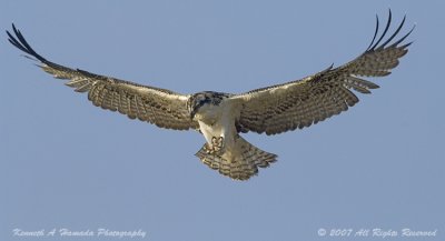 Osprey 094.jpg