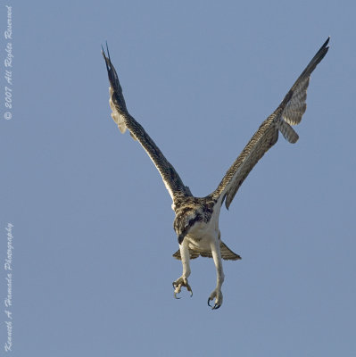 Osprey 095.jpg