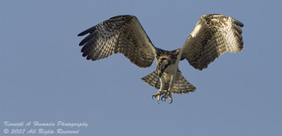 Osprey 096.jpg