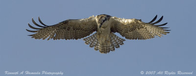 Osprey 097.jpg