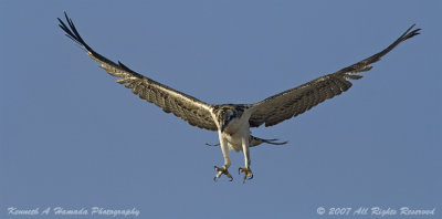 Osprey 098.jpg