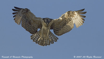 Osprey 099.jpg