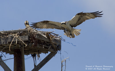 Osprey 101.jpg