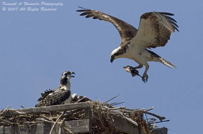 Osprey 102.jpg