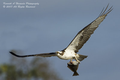 Osprey 103.jpg
