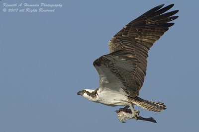 Osprey 104.jpg