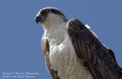 Osprey 107.jpg