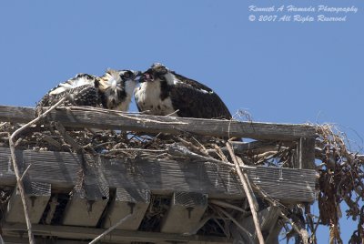 Osprey 109.jpg