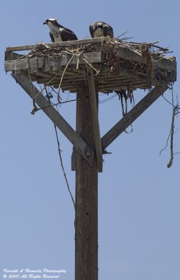 Osprey 111.jpg