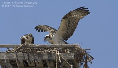 Osprey 112.jpg