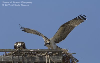 Osprey 113.jpg