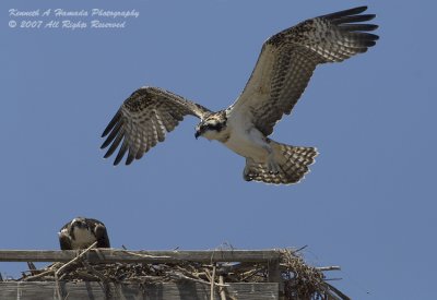 Osprey 114.jpg
