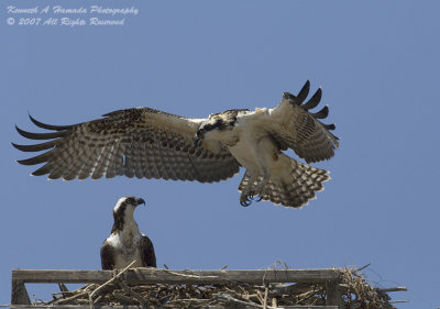 Osprey 117.jpg