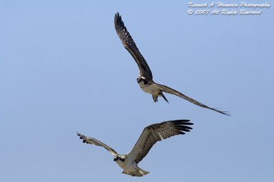 Osprey 119.jpg