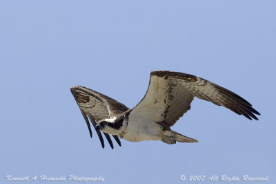 Osprey 121.jpg
