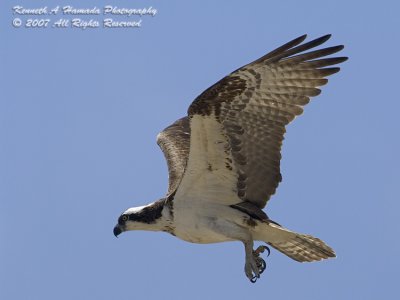 Osprey 122.jpg