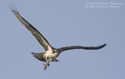Osprey 123.jpg