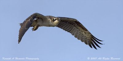 Osprey 124.jpg
