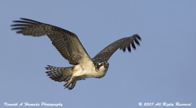 Osprey 126.jpg