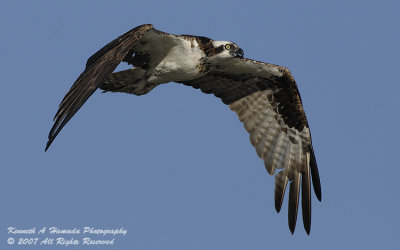 Osprey 128.jpg