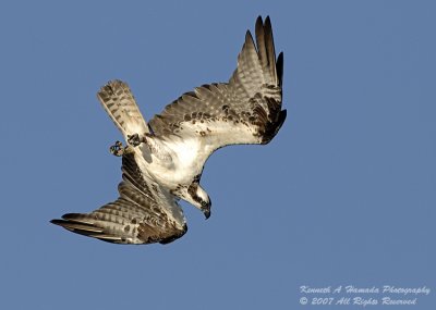 Osprey 129.jpg
